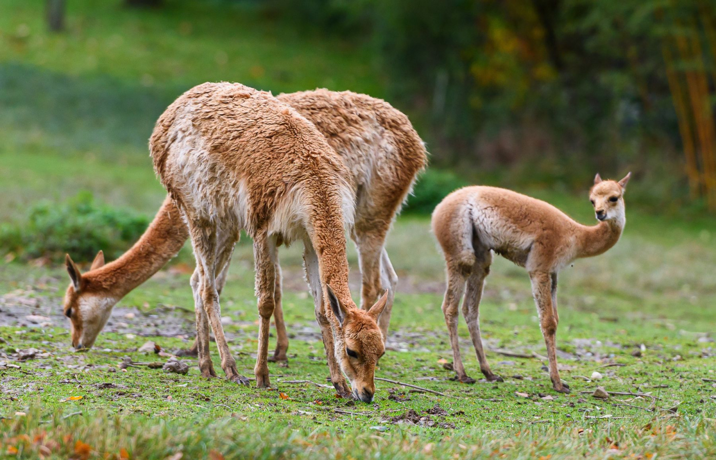 Slavíme úspěšný odchov lamy vikuně, královny And