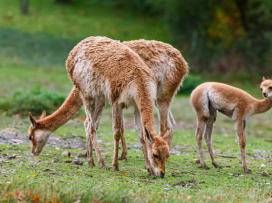 Slavíme úspěšný odchov lamy vikuně, královny And