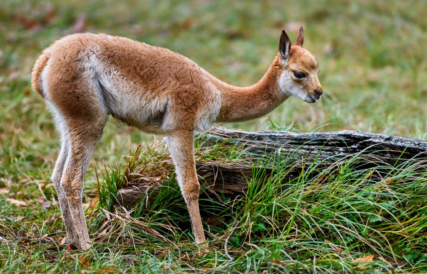 We Celebrate the Successful Breeding of a Vicuña