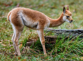 We Celebrate the Successful Breeding of a Vicuña