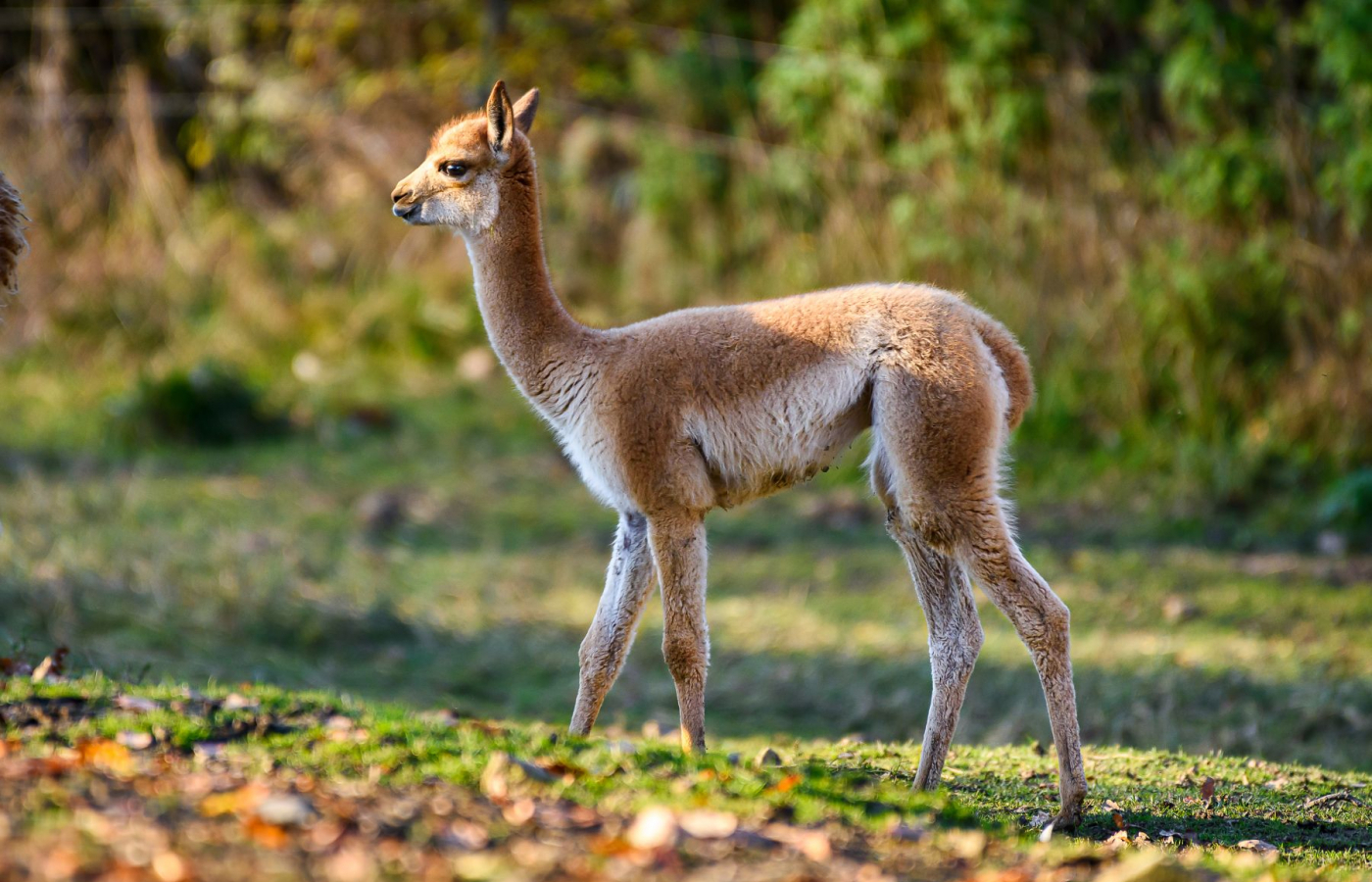 We Celebrate the Successful Breeding of a Vicuña