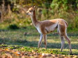 We Celebrate the Successful Breeding of a Vicuña