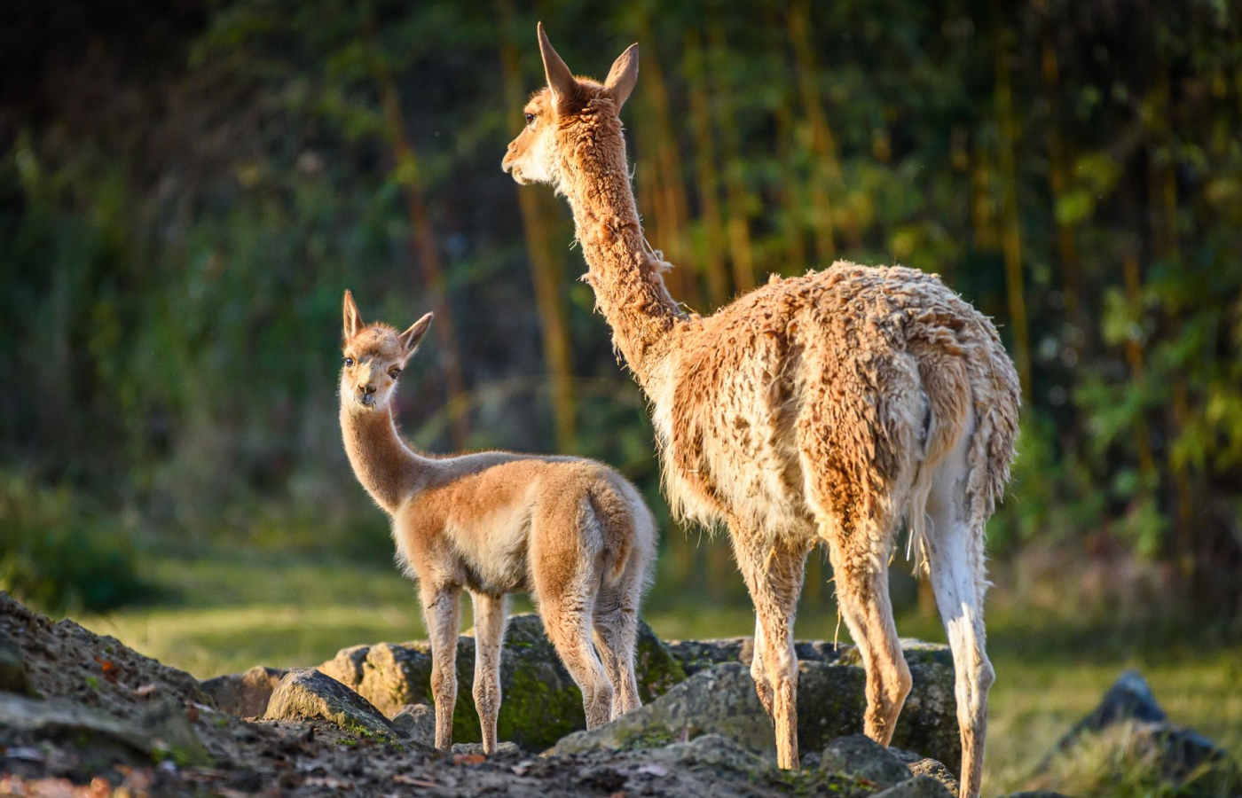 We Celebrate the Successful Breeding of a Vicuña