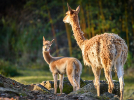 We Celebrate the Successful Breeding of a Vicuña