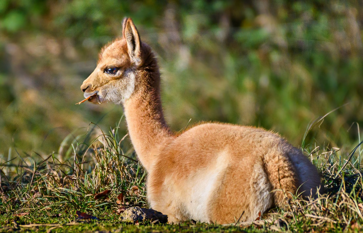 We Celebrate the Successful Breeding of a Vicuña