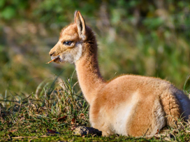 We Celebrate the Successful Breeding of a Vicuña