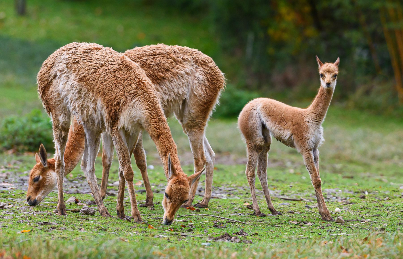 We Celebrate the Successful Breeding of a Vicuña