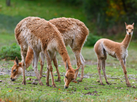 We Celebrate the Successful Breeding of a Vicuña