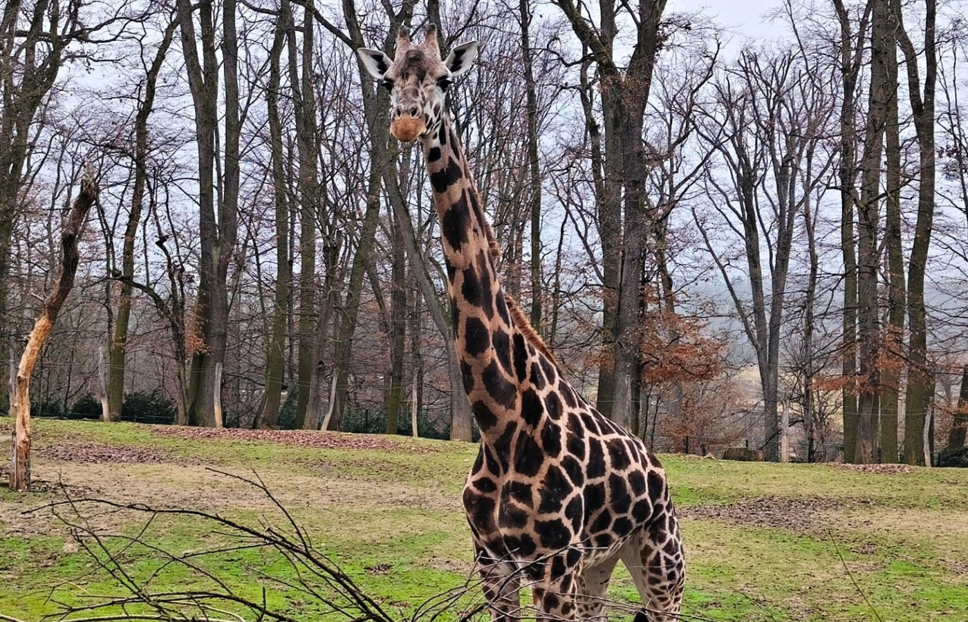 Máme novou samici žirafy Rothschildovy