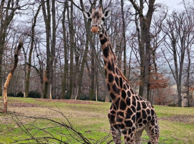Máme novou samici žirafy Rothschildovy