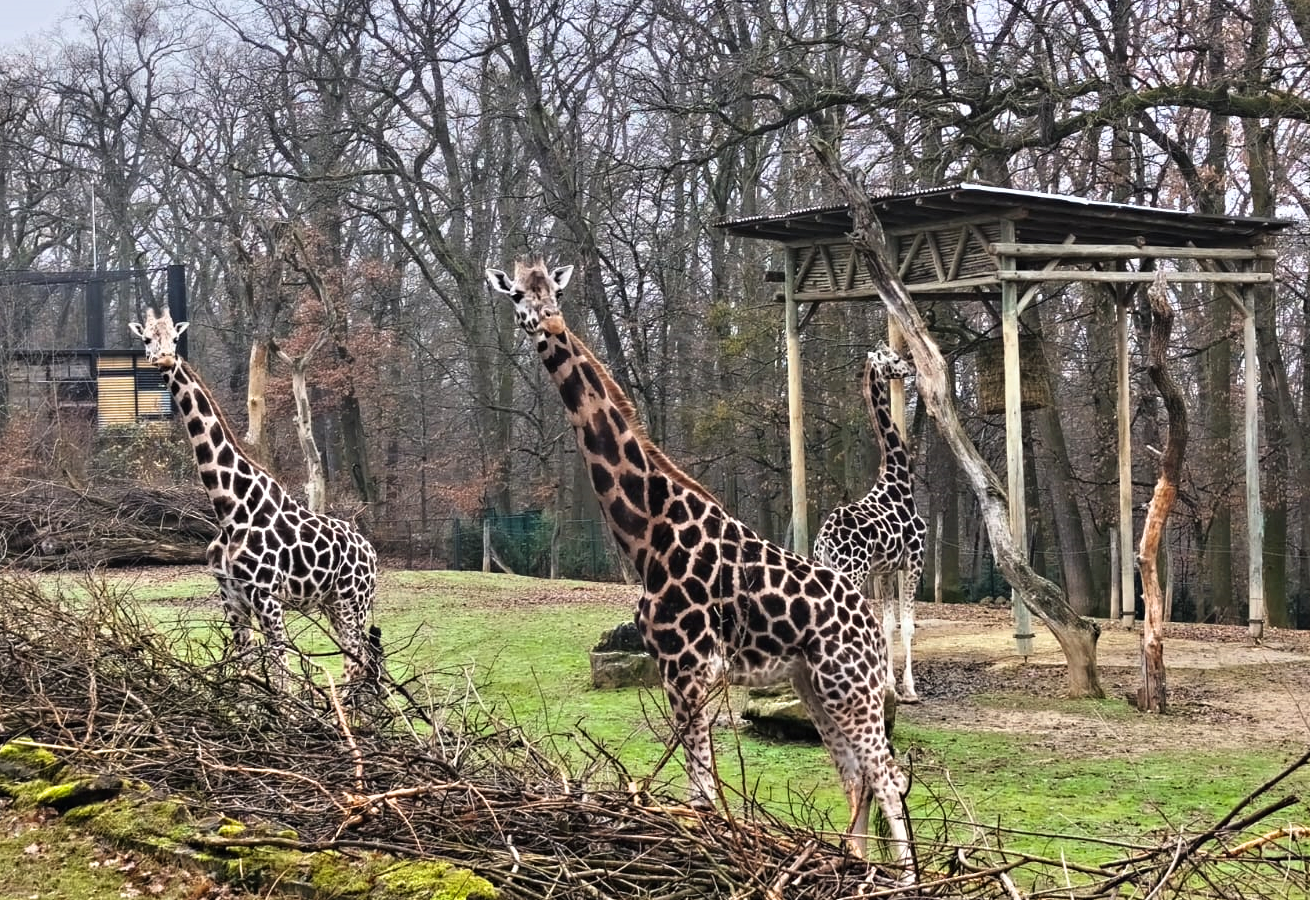 Máme novou samici žirafy Rothschildovy