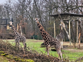 Máme novou samici žirafy Rothschildovy