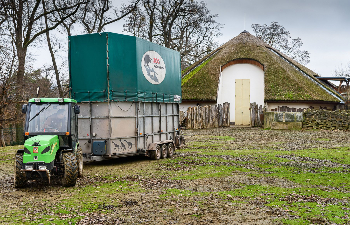 Máme novou samici žirafy Rothschildovy
