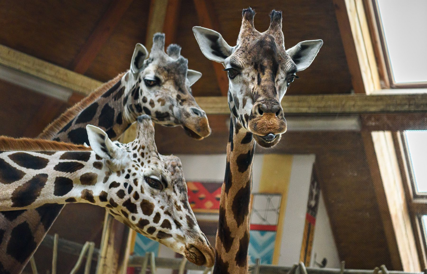 Máme novou samici žirafy Rothschildovy