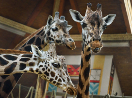 Máme novou samici žirafy Rothschildovy