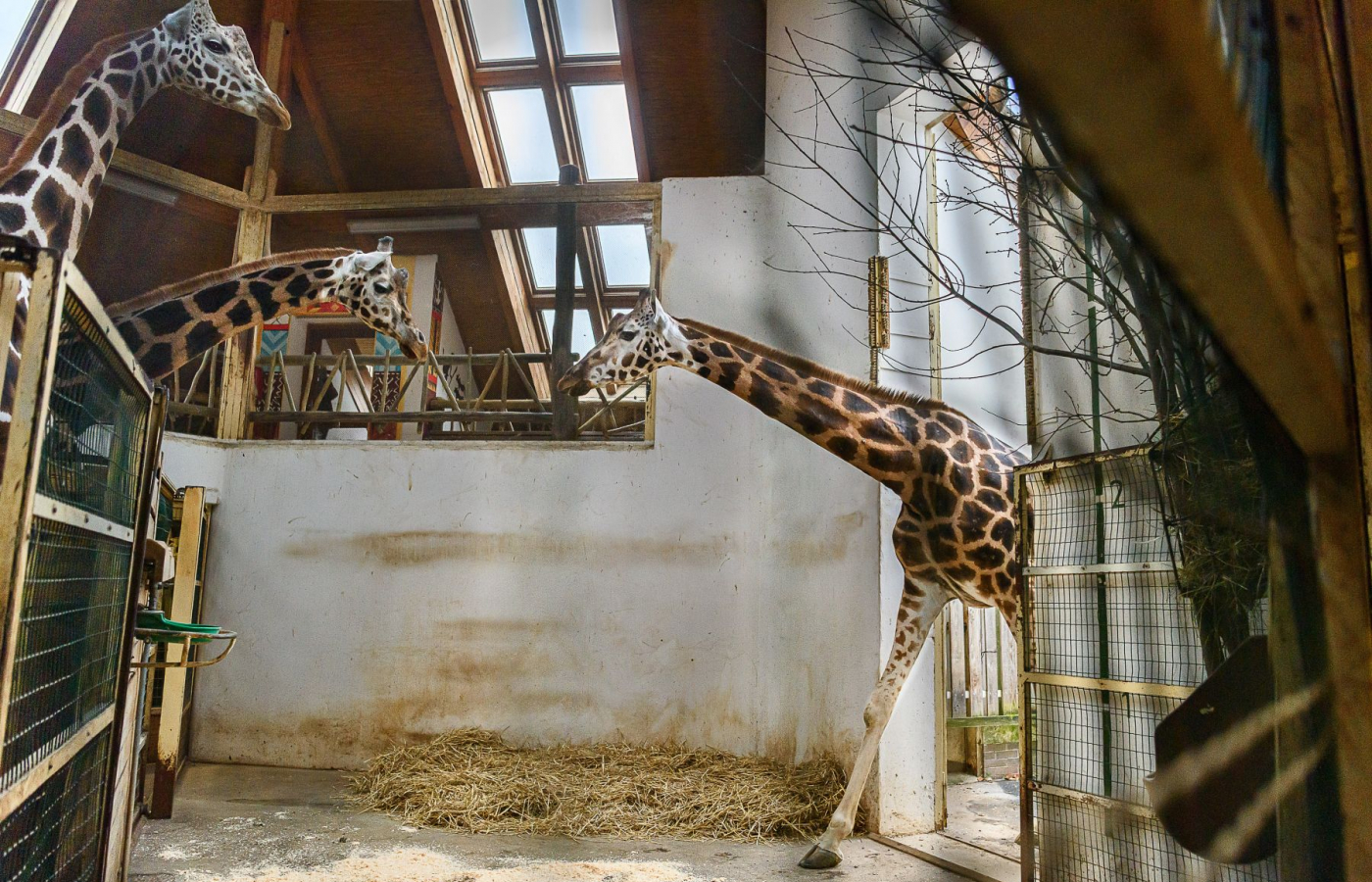 Máme novou samici žirafy Rothschildovy