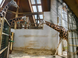 Máme novou samici žirafy Rothschildovy