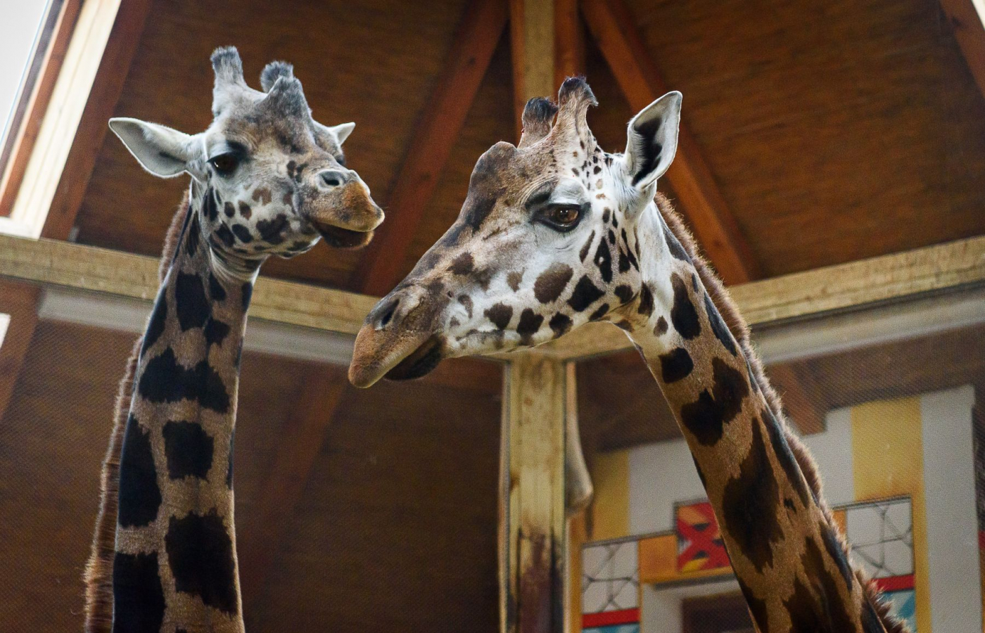 Máme novou samici žirafy Rothschildovy