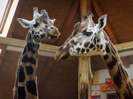 Máme novou samici žirafy Rothschildovy