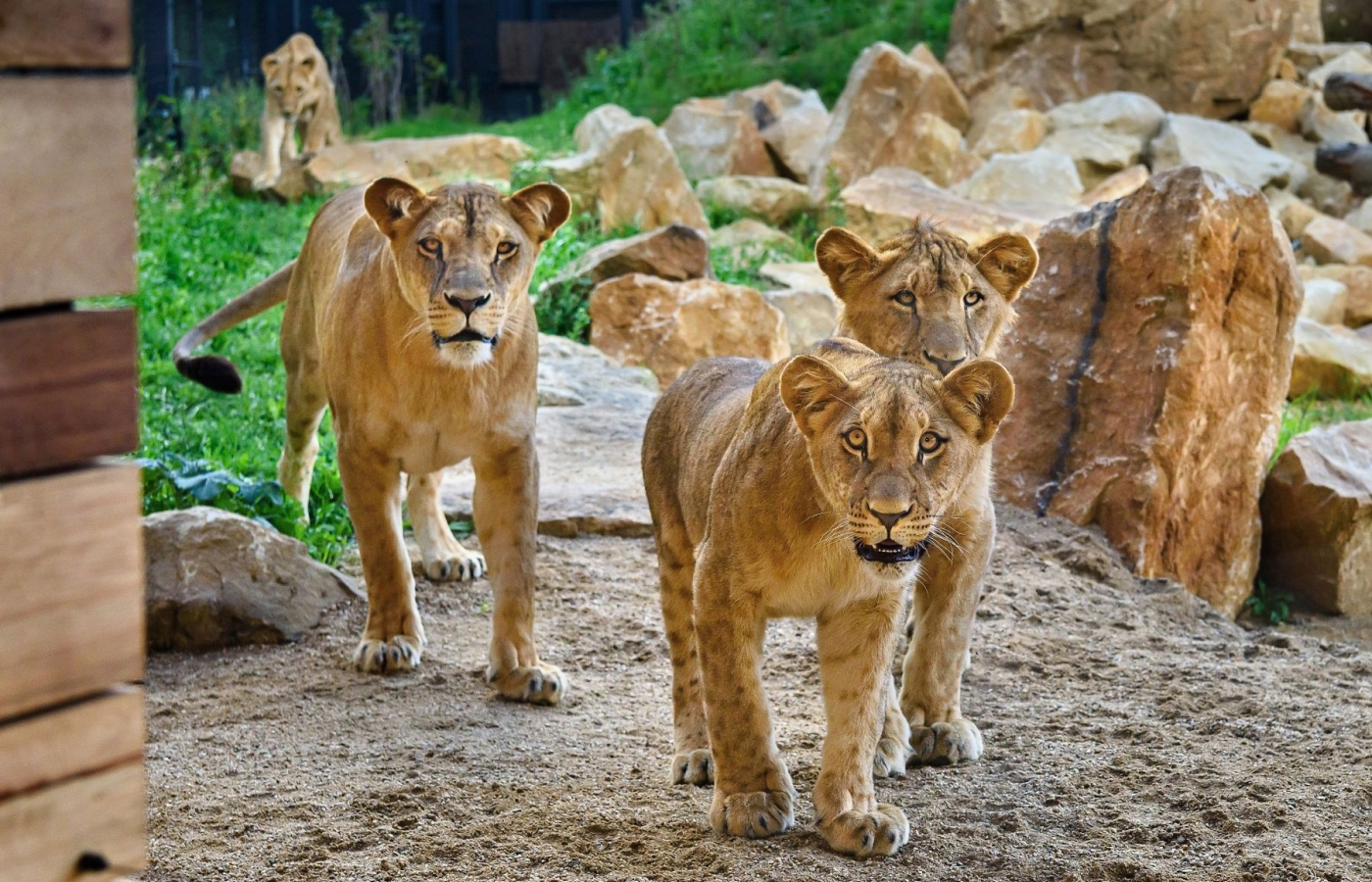 Hranice 800 000. návštěvníků už je nadosah