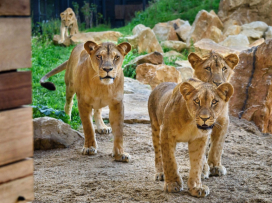 Hranice 800 000. návštěvníků už je nadosah