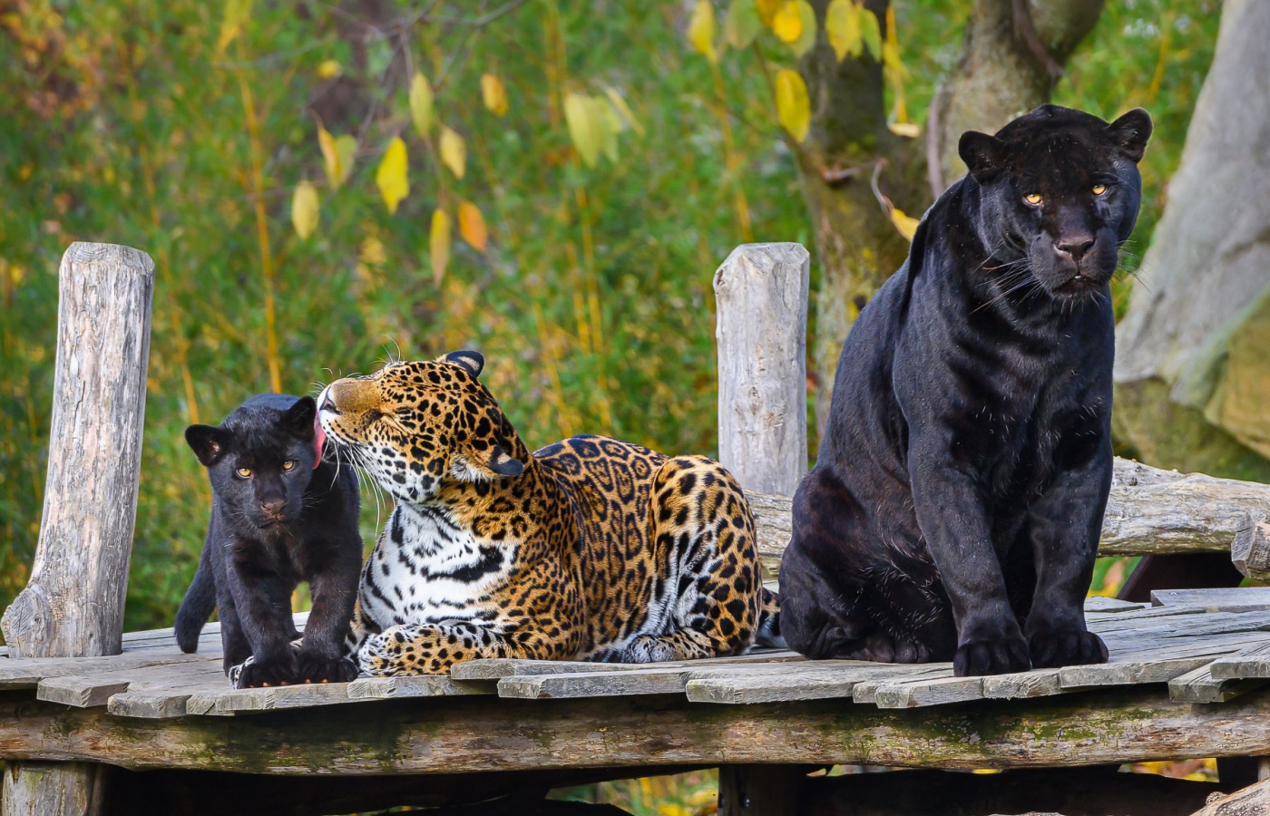 Rok 2025 - nejúspěšnější rok v naší historii