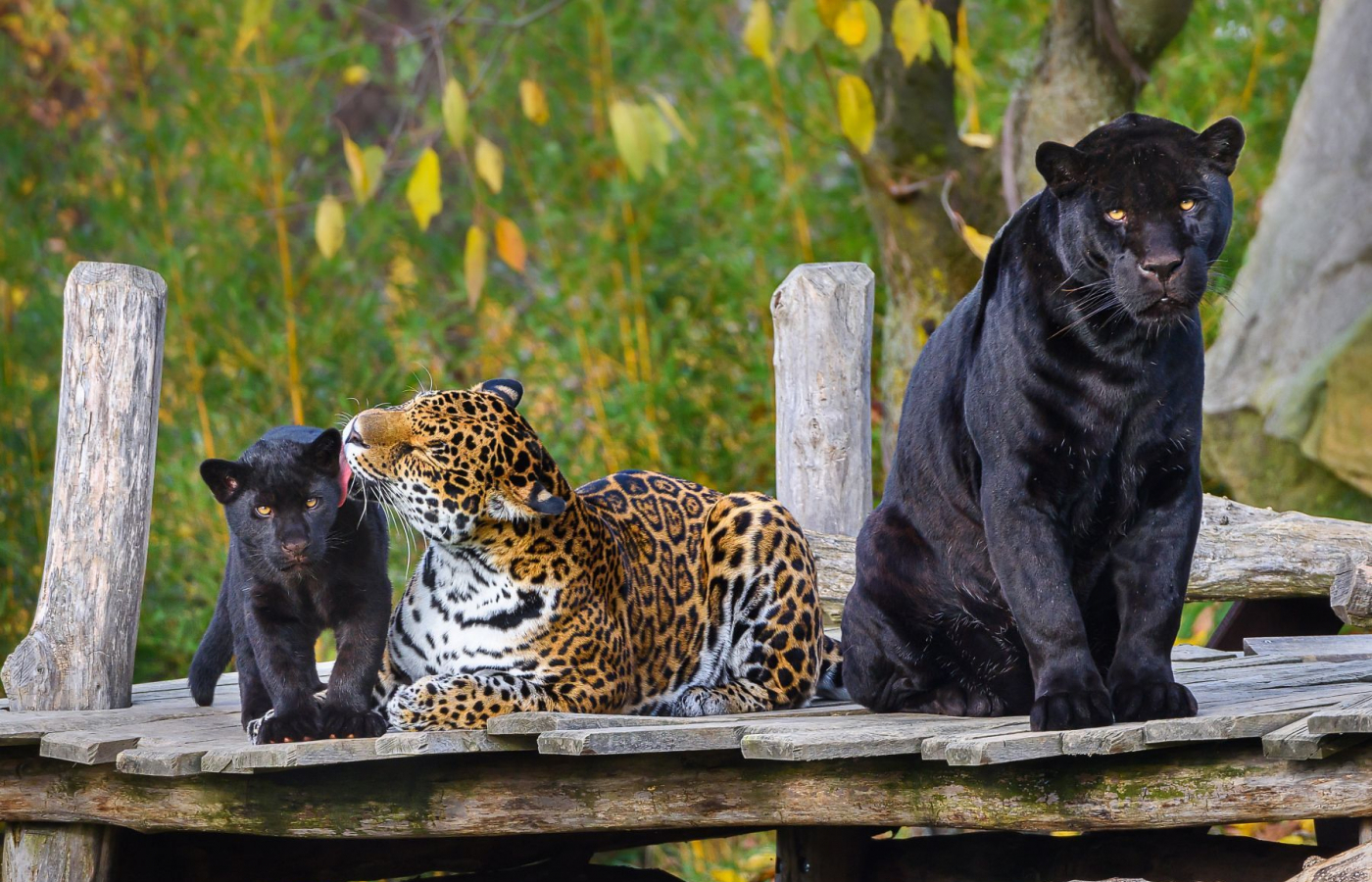 2025 – The Most Successful Year in the History of Zoo Zlín