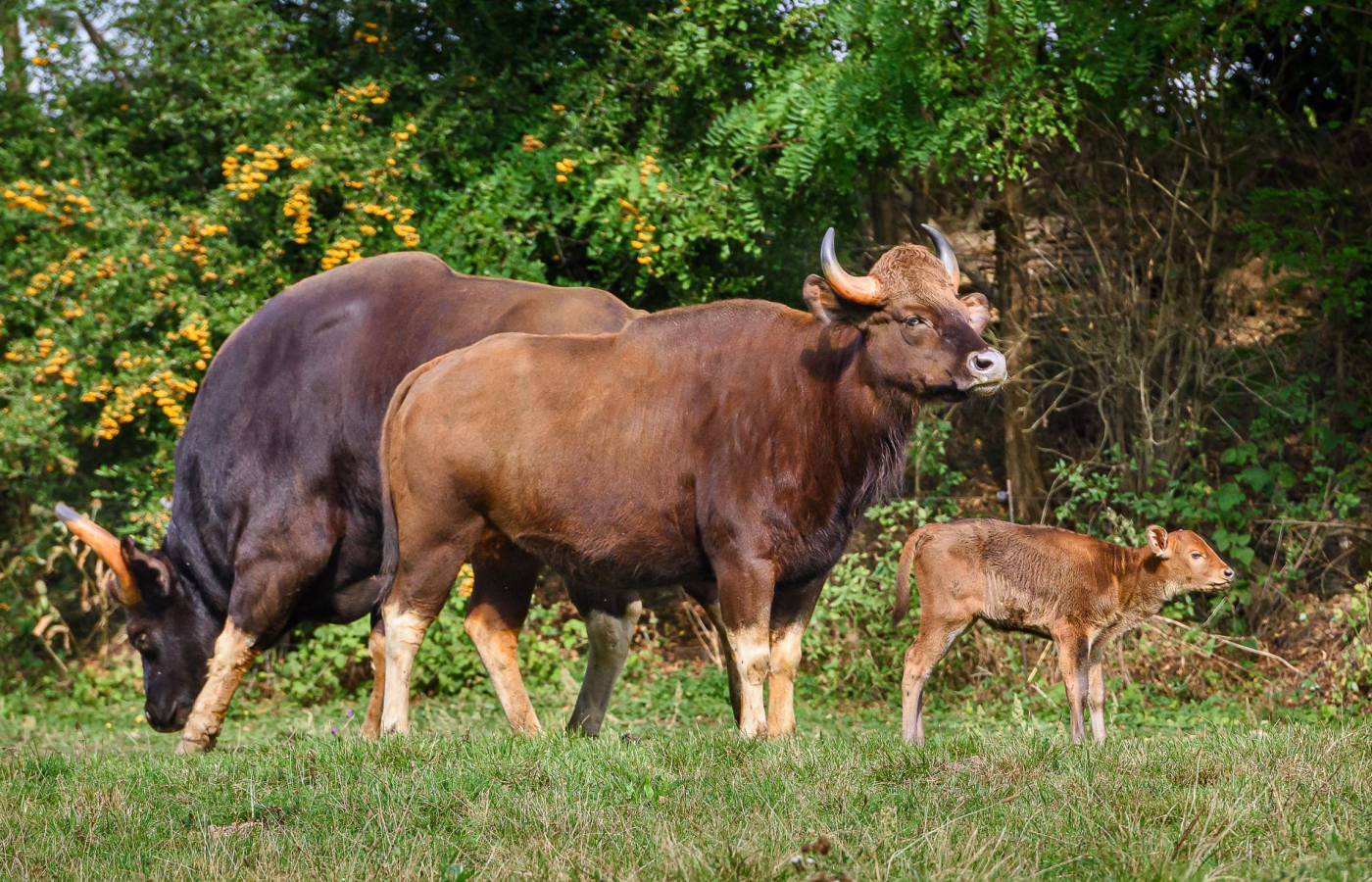 2025 – The Most Successful Year in the History of Zoo Zlín