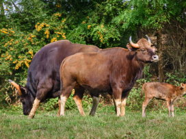 2025 – The Most Successful Year in the History of Zoo Zlín