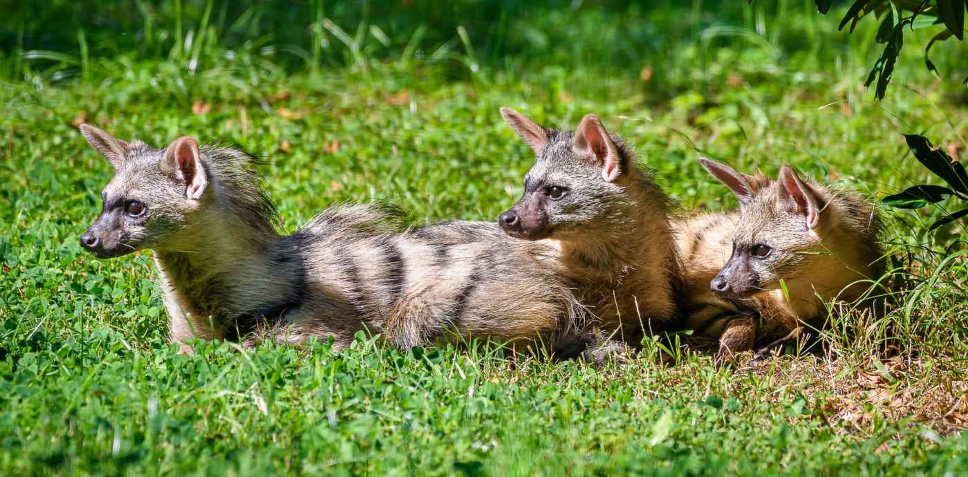 2025 – The Most Successful Year in the History of Zoo Zlín