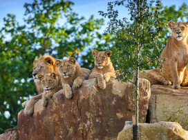 2025 – The Most Successful Year in the History of Zoo Zlín