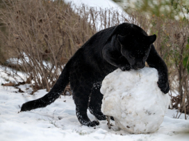 Zavítejte do zimní Zoo Zlín, budete okouzleni