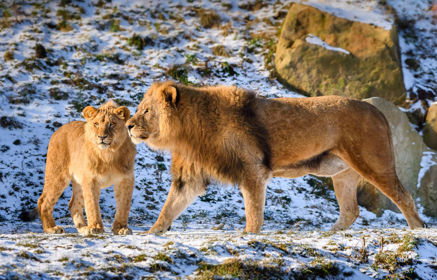 Zavítejte do zimní Zoo Zlín, budete okouzleni