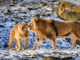 Zavítejte do zimní Zoo Zlín, budete okouzleni