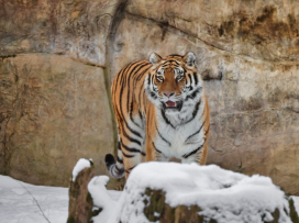Zavítejte do zimní Zoo Zlín, budete okouzleni