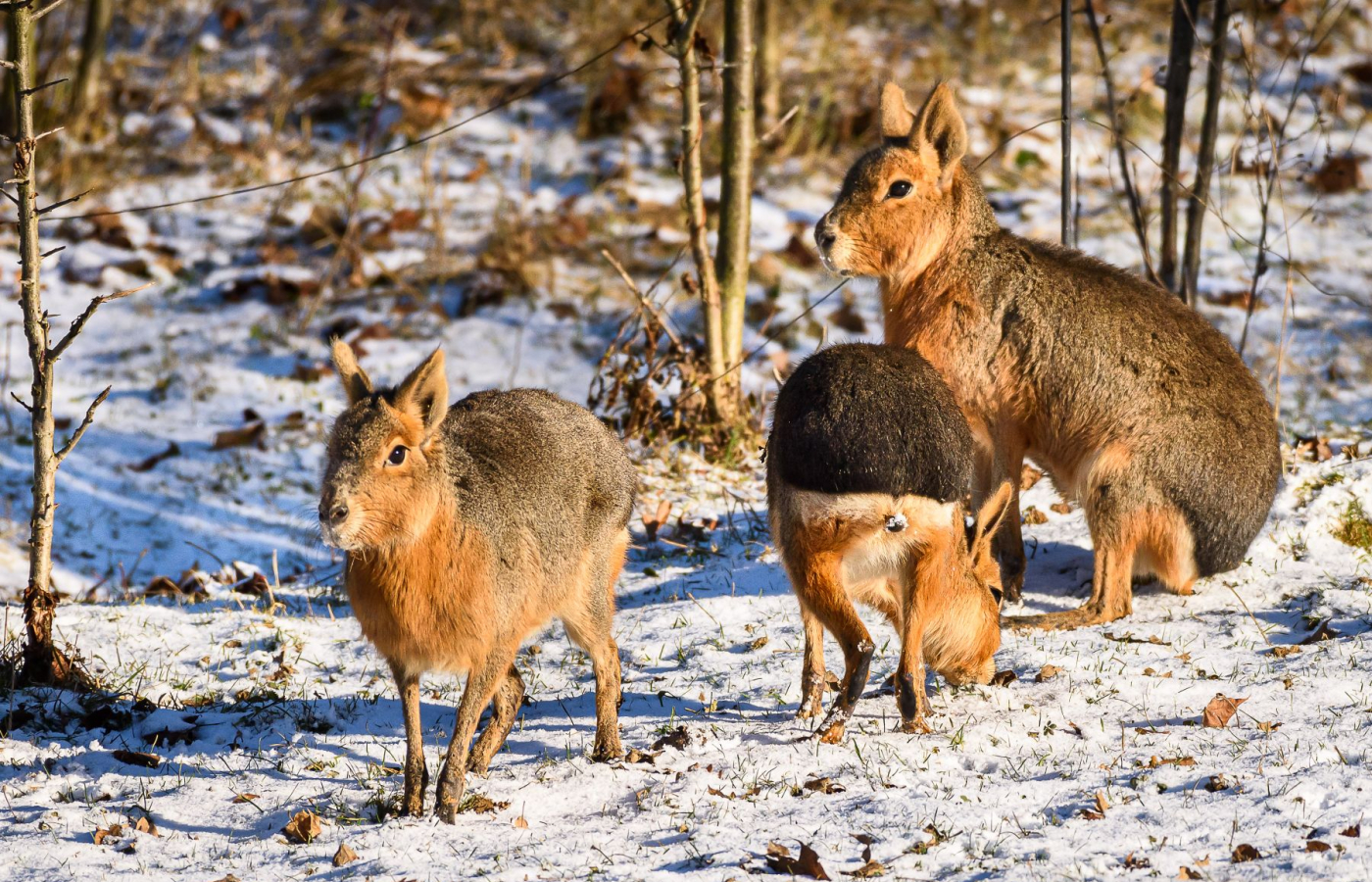 Zavítejte do zimní Zoo Zlín, budete okouzleni