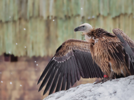 Zavítejte do zimní Zoo Zlín, budete okouzleni