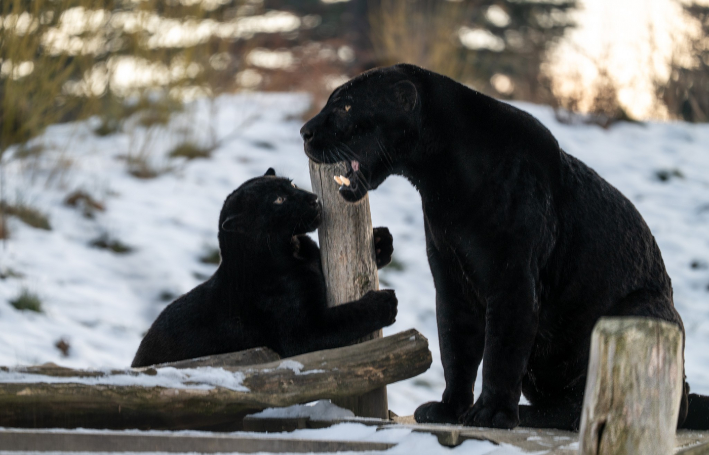 Zavítejte do zimní Zoo Zlín, budete okouzleni