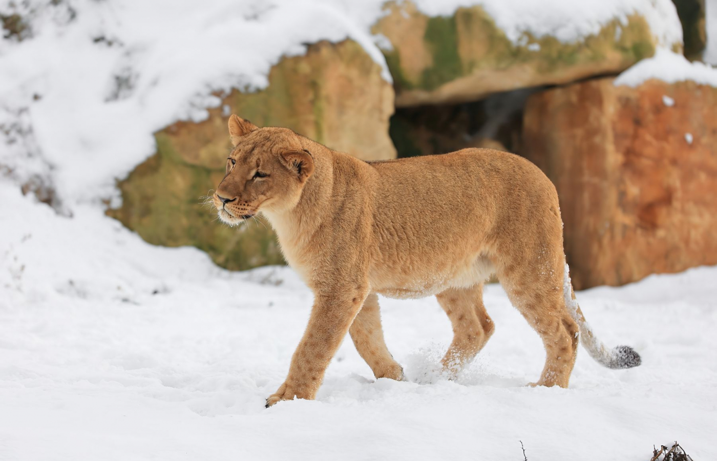 Zavítejte do zimní Zoo Zlín, budete okouzleni
