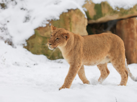 Zavítejte do zimní Zoo Zlín, budete okouzleni