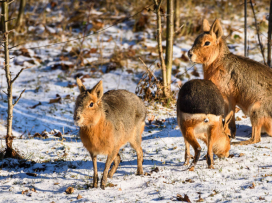 Visit Zlín Zoo in Winter – You’ll Be Charmed