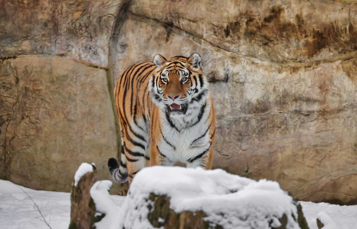 Visit Zlín Zoo in Winter – You’ll Be Charmed