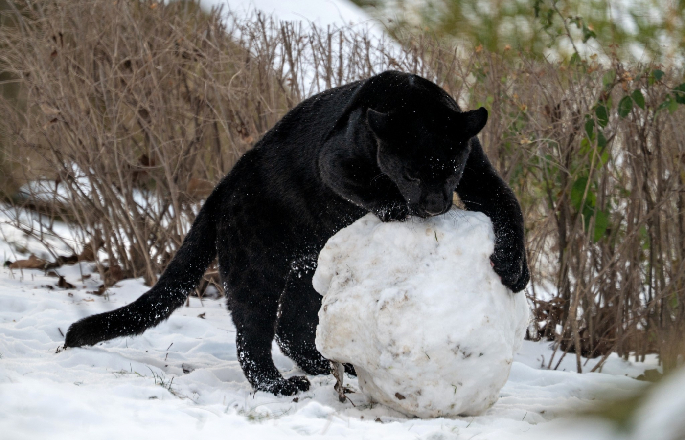Visit Zlín Zoo in Winter – You’ll Be Charmed
