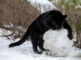 Visit Zlín Zoo in Winter – You’ll Be Charmed