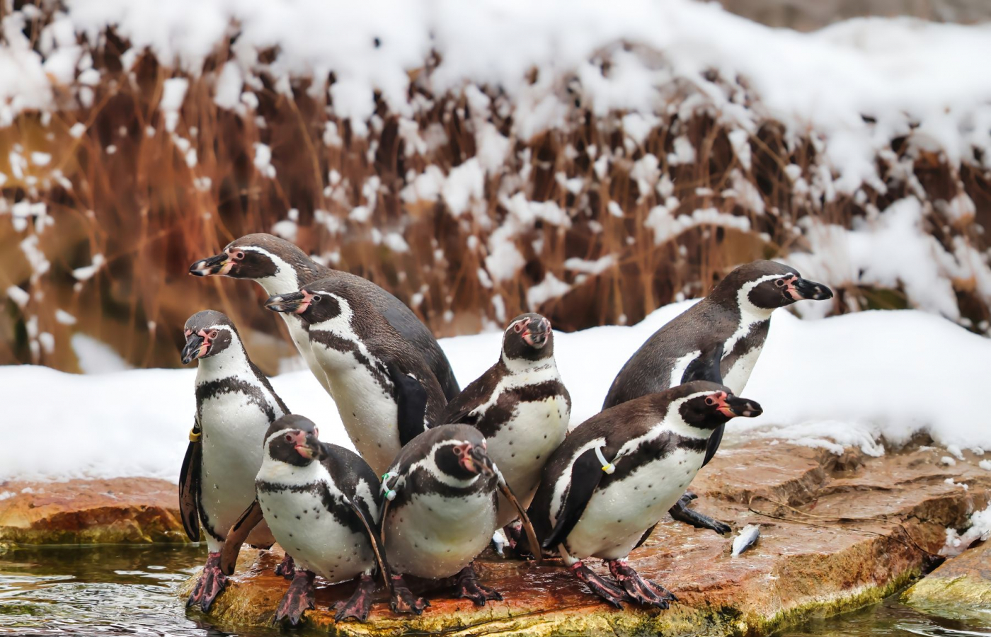 Visit Zlín Zoo in Winter – You’ll Be Charmed