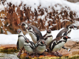 Visit Zlín Zoo in Winter – You’ll Be Charmed