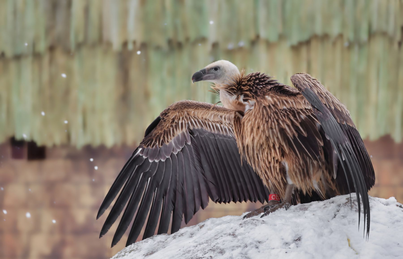 Visit Zlín Zoo in Winter – You’ll Be Charmed