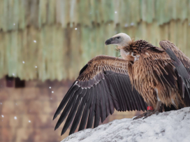 Visit Zlín Zoo in Winter – You’ll Be Charmed