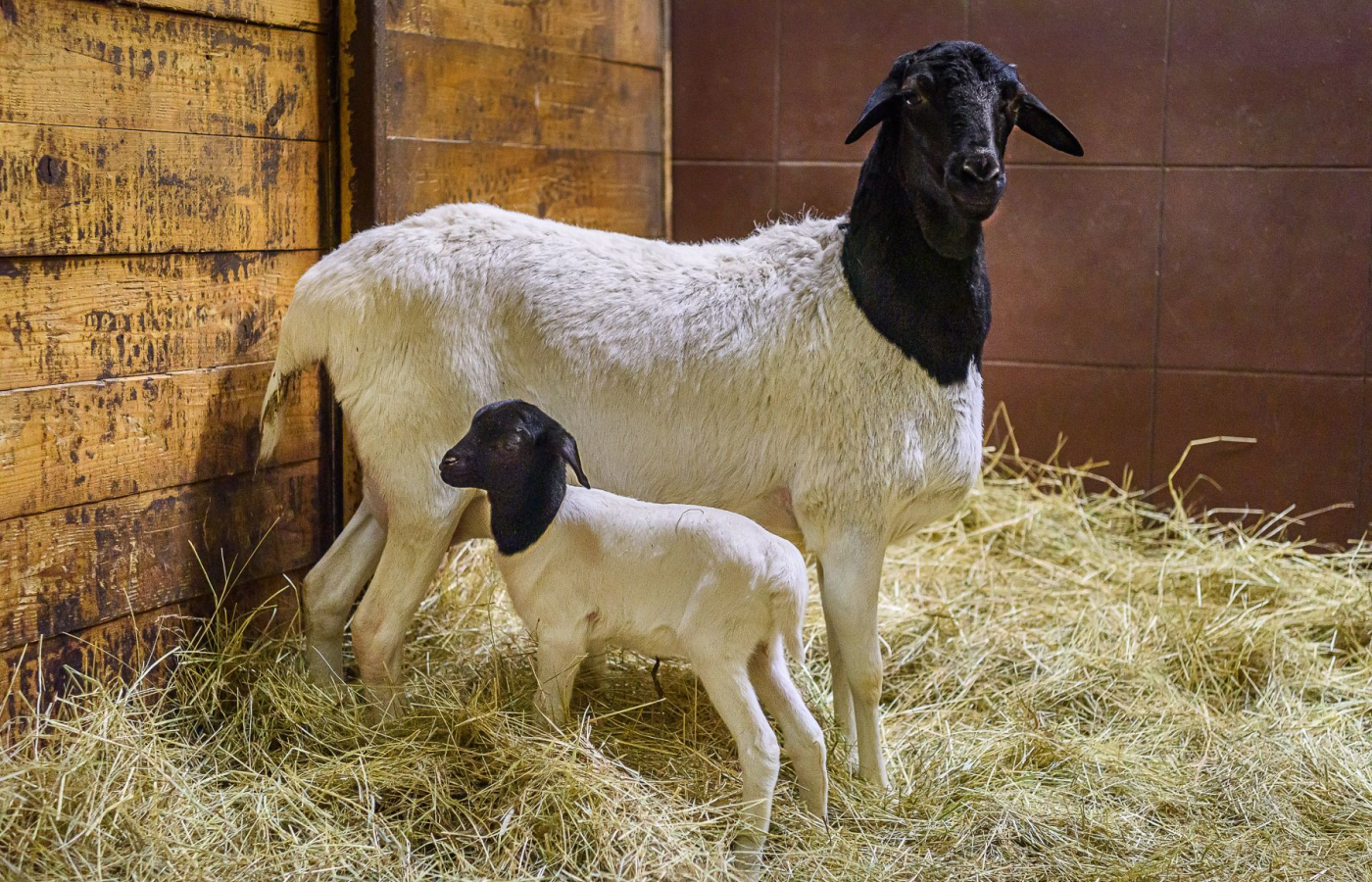 Prvním mládětem roku 2026 je ovečka