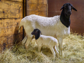 Prvním mládětem roku 2026 je ovečka